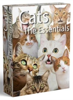 sfxd cats box cover 1